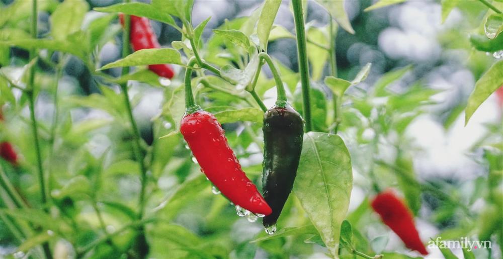 Khu vườn đậm chất thơ bình yên như cổ tích khiến hàng nghìn người mơ ước của cô gái rời Hà Nội về quê-11