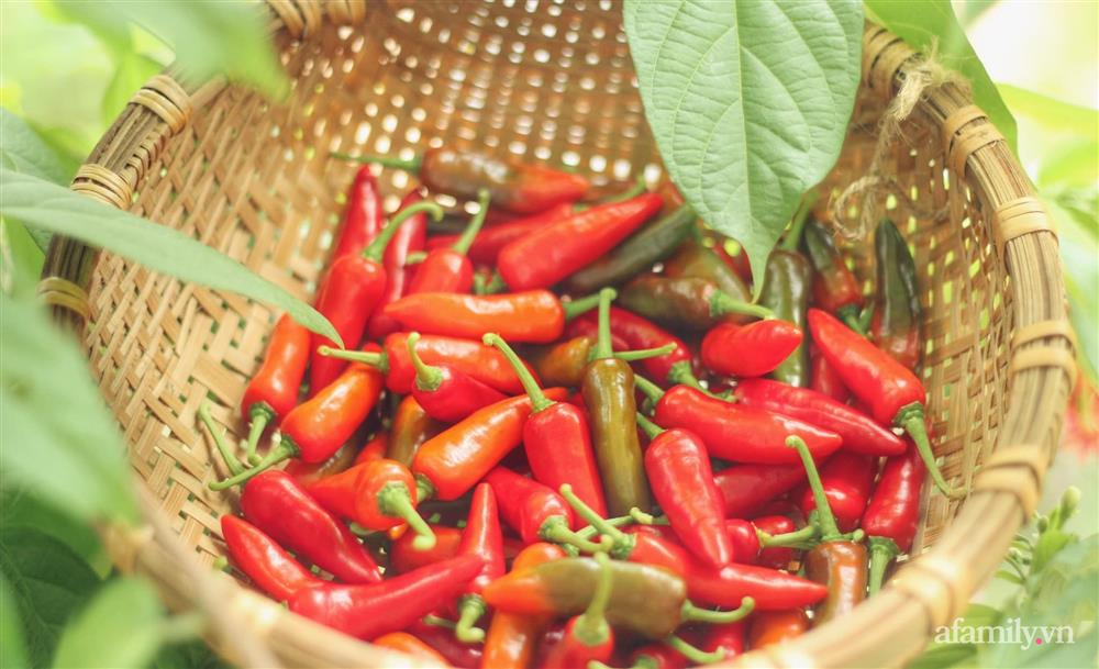 Khu vườn đậm chất thơ bình yên như cổ tích khiến hàng nghìn người mơ ước của cô gái rời Hà Nội về quê-12