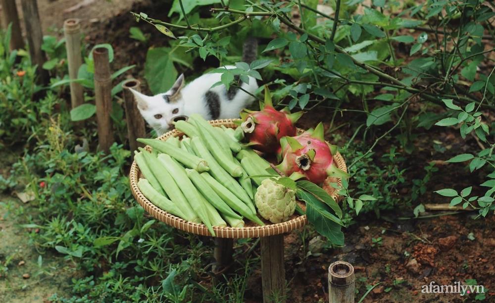 Khu vườn đậm chất thơ bình yên như cổ tích khiến hàng nghìn người mơ ước của cô gái rời Hà Nội về quê-13