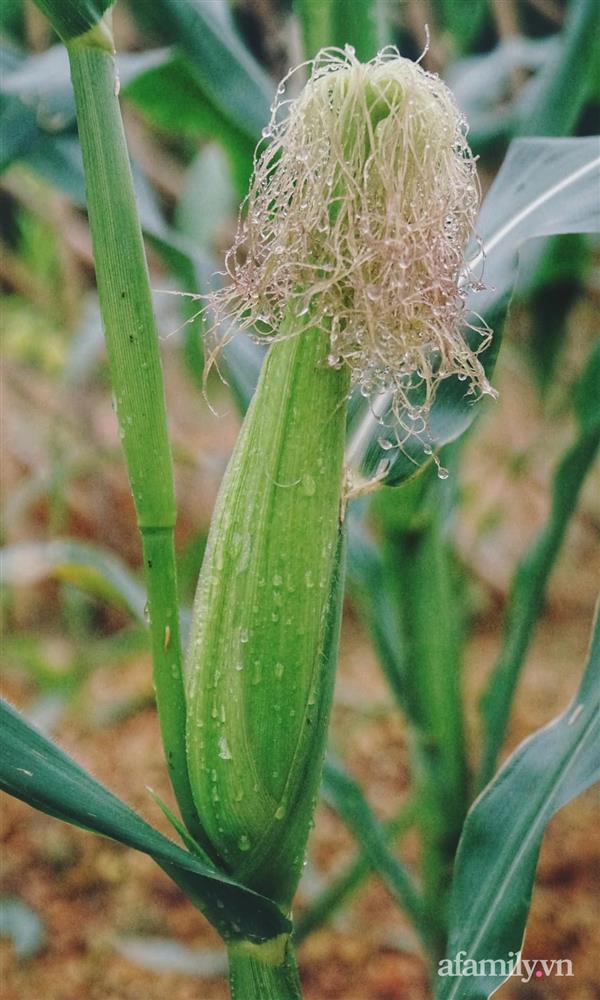 Khu vườn đậm chất thơ bình yên như cổ tích khiến hàng nghìn người mơ ước của cô gái rời Hà Nội về quê-18