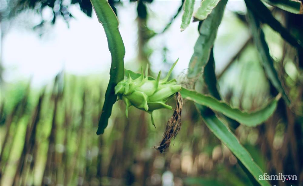 Khu vườn đậm chất thơ bình yên như cổ tích khiến hàng nghìn người mơ ước của cô gái rời Hà Nội về quê-19