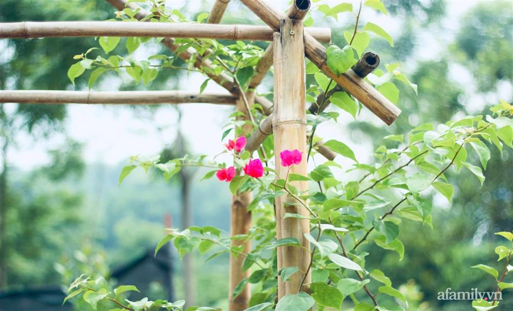 Khu vườn đậm chất thơ bình yên như cổ tích khiến hàng nghìn người mơ ước của cô gái rời Hà Nội về quê-22