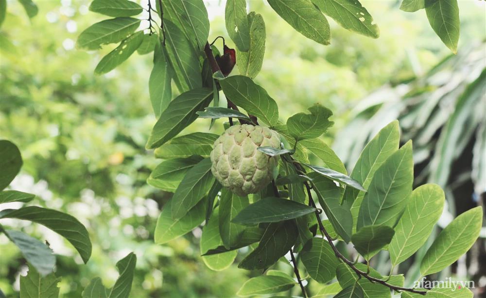 Khu vườn đậm chất thơ bình yên như cổ tích khiến hàng nghìn người mơ ước của cô gái rời Hà Nội về quê-26