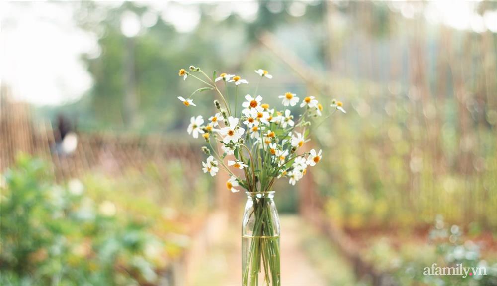 Khu vườn đậm chất thơ bình yên như cổ tích khiến hàng nghìn người mơ ước của cô gái rời Hà Nội về quê-31