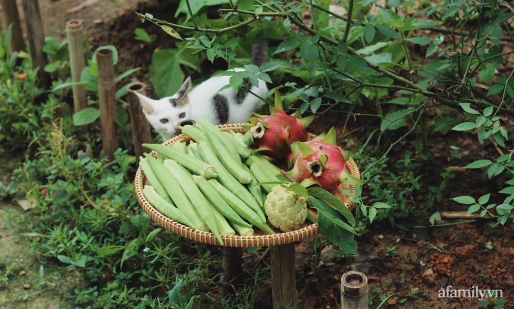 Khu vườn đậm chất thơ bình yên như cổ tích khiến hàng nghìn người mơ ước của cô gái rời Hà Nội về quê-32