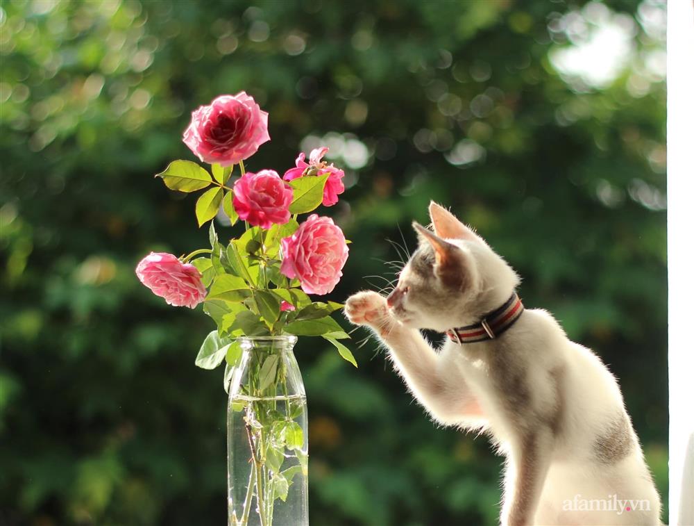 Khu vườn đậm chất thơ bình yên như cổ tích khiến hàng nghìn người mơ ước của cô gái rời Hà Nội về quê-34