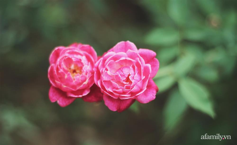 Khu vườn đậm chất thơ bình yên như cổ tích khiến hàng nghìn người mơ ước của cô gái rời Hà Nội về quê-35