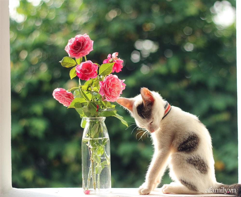 Khu vườn đậm chất thơ bình yên như cổ tích khiến hàng nghìn người mơ ước của cô gái rời Hà Nội về quê-36