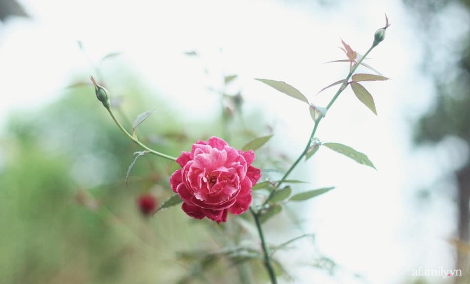 Khu vườn đậm chất thơ bình yên như cổ tích khiến hàng nghìn người mơ ước của cô gái rời Hà Nội về quê-39