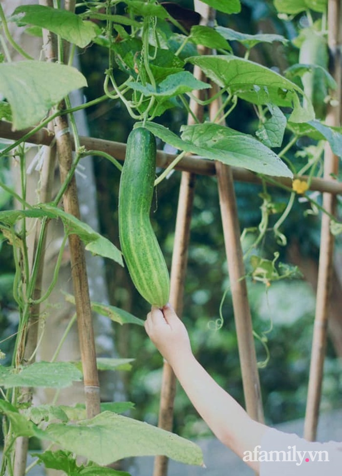 Khu vườn đậm chất thơ bình yên như cổ tích khiến hàng nghìn người mơ ước của cô gái rời Hà Nội về quê-40