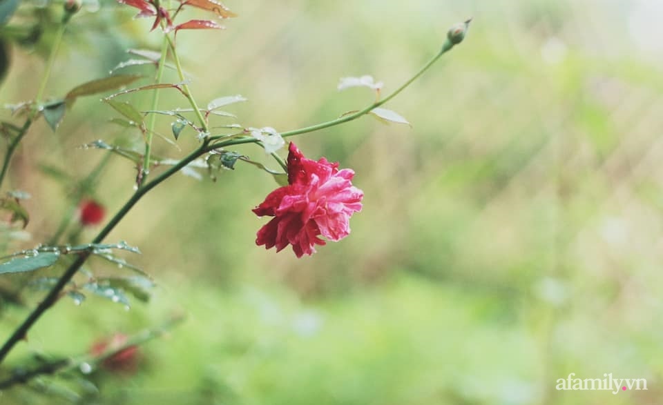 Khu vườn đậm chất thơ bình yên như cổ tích khiến hàng nghìn người mơ ước của cô gái rời Hà Nội về quê-41