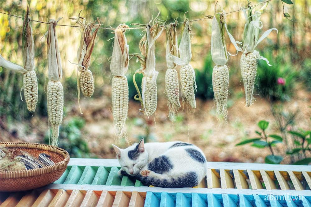 Khu vườn đậm chất thơ bình yên như cổ tích khiến hàng nghìn người mơ ước của cô gái rời Hà Nội về quê-44