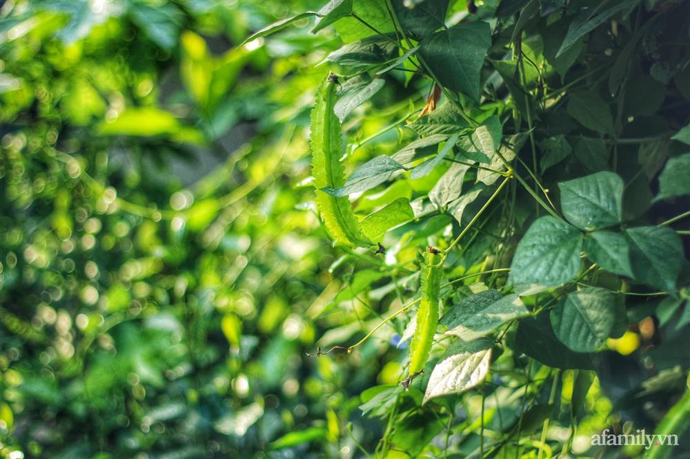 Khu vườn đậm chất thơ bình yên như cổ tích khiến hàng nghìn người mơ ước của cô gái rời Hà Nội về quê-46