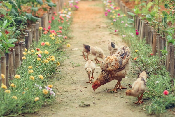 Vườn rau quả sạch 100m² trên mái nhà của mẹ 3 con ở Hà Nội-36