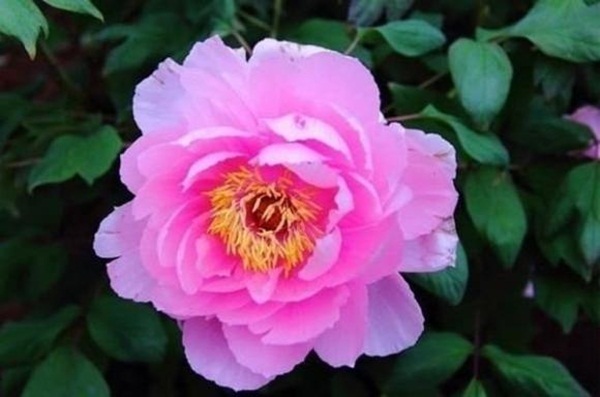 Xem tử vi tháng 6: 3 con giáp sung túc phú quý nhất, có thể sắm sửa nhà lầu xe hơi trong tầm tay-1