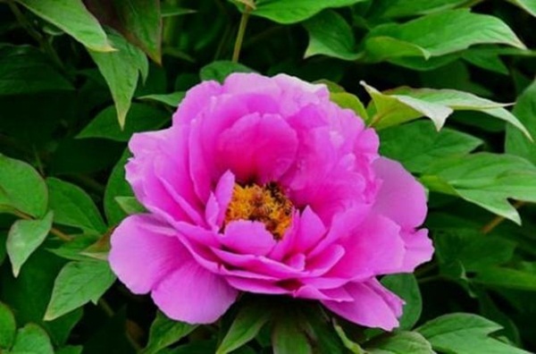 Xem tử vi tháng 6: 3 con giáp sung túc phú quý nhất, có thể sắm sửa nhà lầu xe hơi trong tầm tay-2