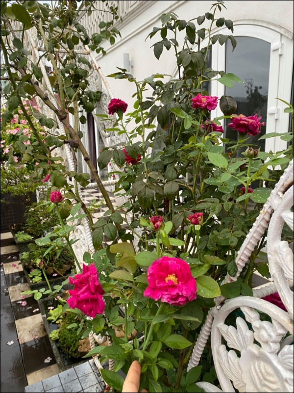 Biệt thự sang trọng ít ai biết của Hoa hậu Giáng My, hoa tươi ngập từ nhà ra ngõ-4