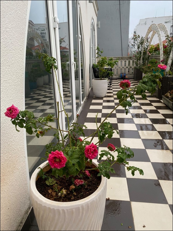 Biệt thự sang trọng ít ai biết của Hoa hậu Giáng My, hoa tươi ngập từ nhà ra ngõ-2