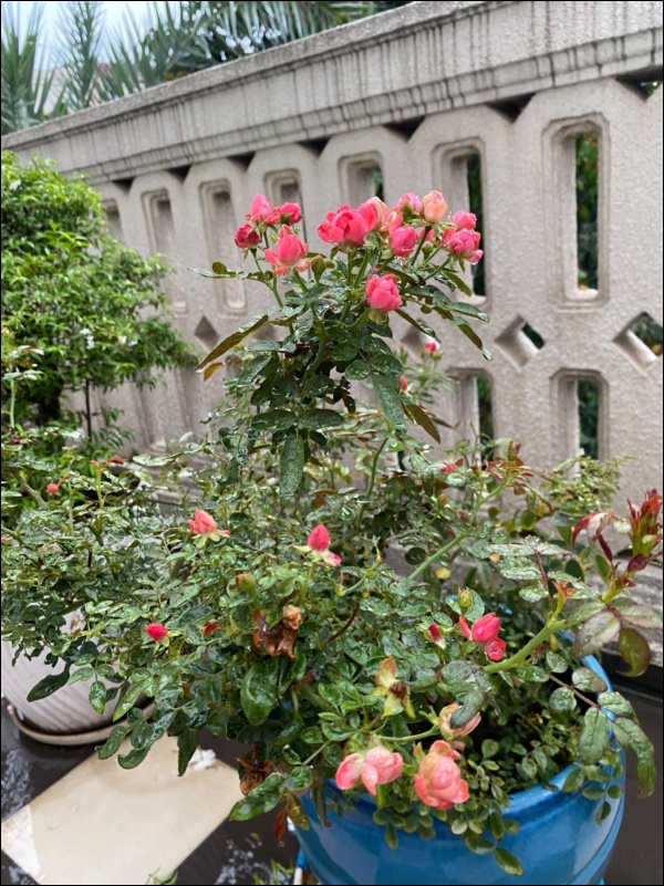 Biệt thự sang trọng ít ai biết của Hoa hậu Giáng My, hoa tươi ngập từ nhà ra ngõ-3