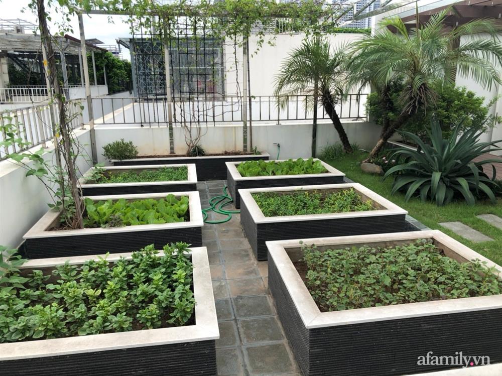 Vườn rau quả sạch 100m² trên mái nhà của mẹ 3 con ở Hà Nội-2