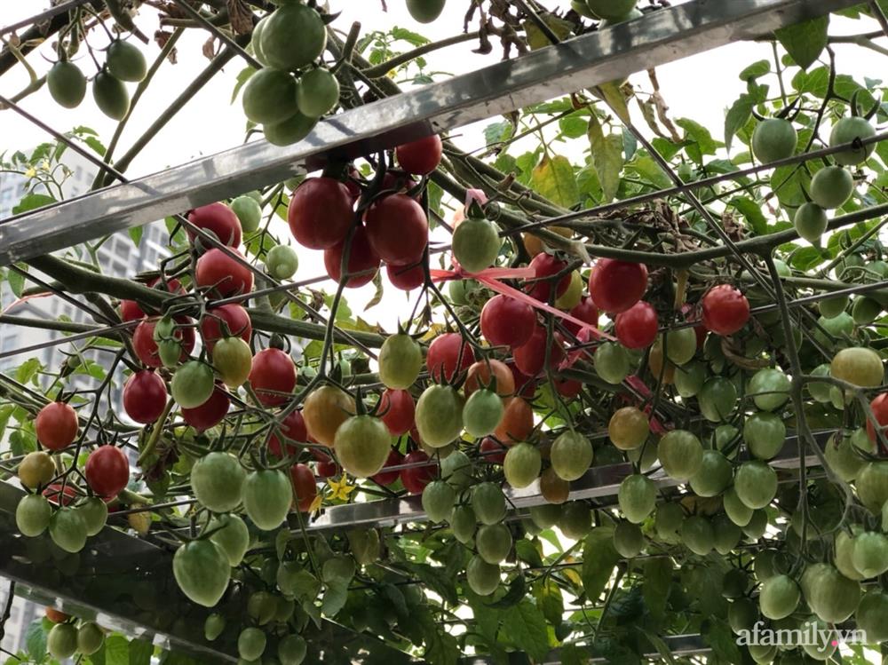 Vườn rau quả sạch 100m² trên mái nhà của mẹ 3 con ở Hà Nội-6