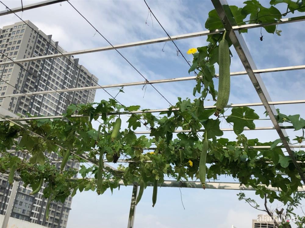 Vườn rau quả sạch 100m² trên mái nhà của mẹ 3 con ở Hà Nội-9