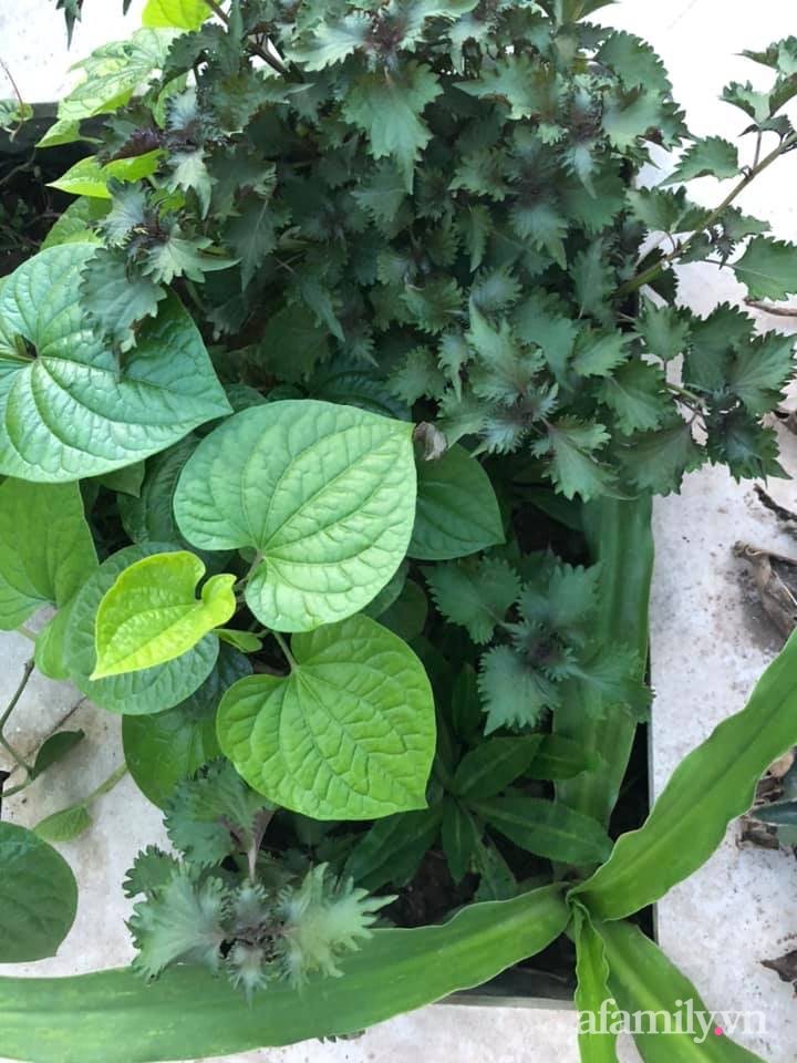 Vườn rau quả sạch 100m² trên mái nhà của mẹ 3 con ở Hà Nội-20