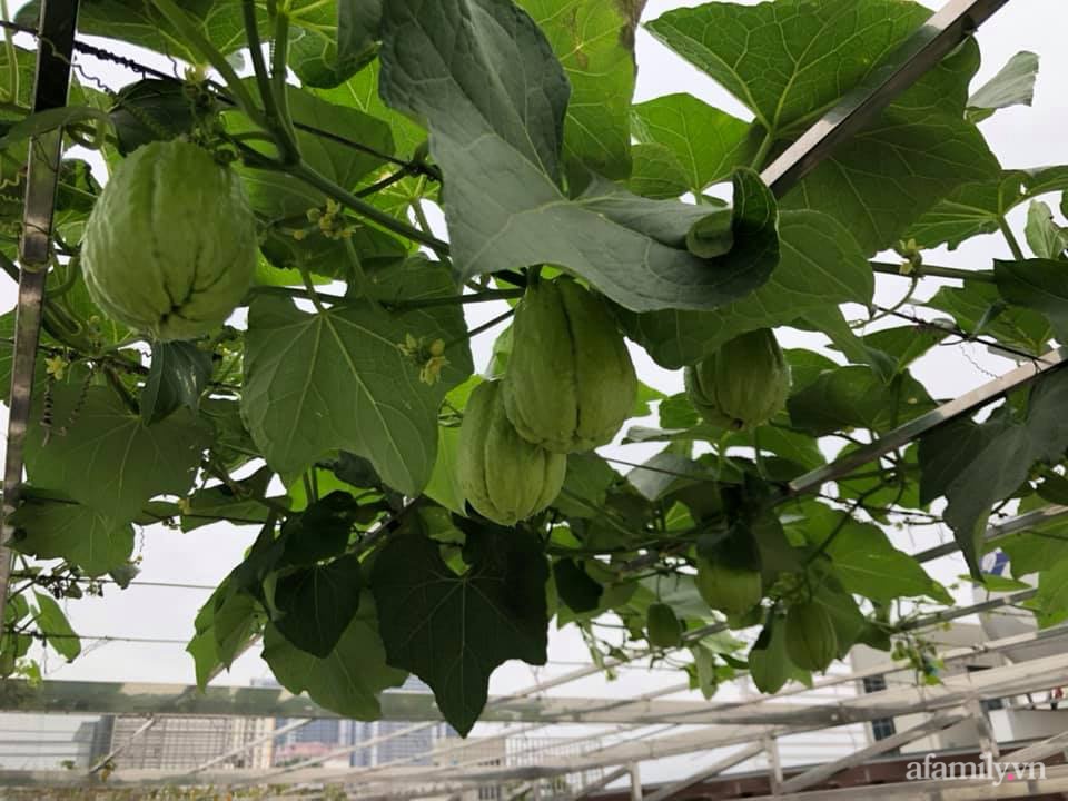 Vườn rau quả sạch 100m² trên mái nhà của mẹ 3 con ở Hà Nội-21