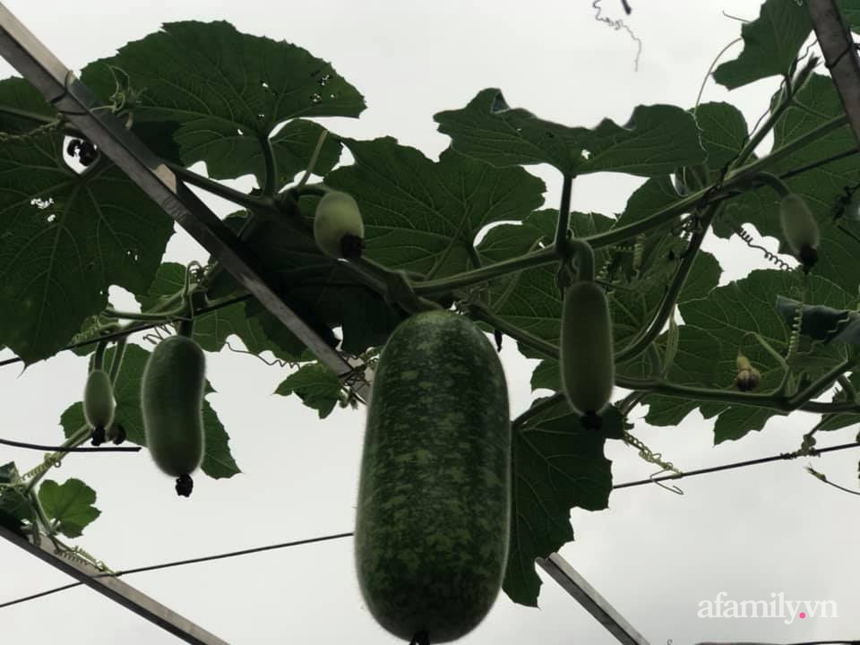 Vườn rau quả sạch 100m² trên mái nhà của mẹ 3 con ở Hà Nội-23