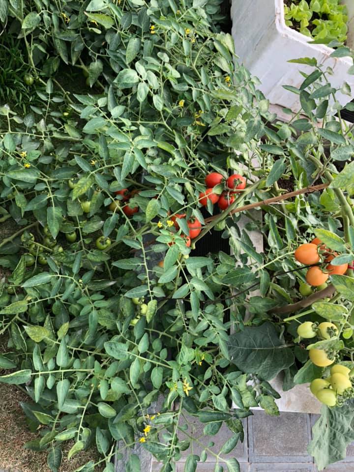 Vườn rau quả sạch 100m² trên mái nhà của mẹ 3 con ở Hà Nội-28