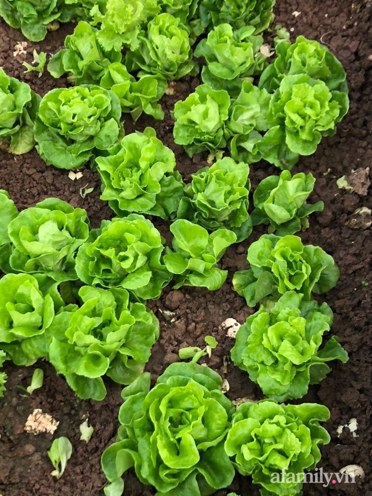 Vườn rau quả sạch 100m² trên mái nhà của mẹ 3 con ở Hà Nội-34