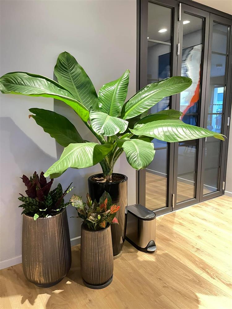 Bà xã MC Thành Trung bỏ 600k mua cây về tự trang trí penthouse 18 tỷ, dân tình ngã ngửa khi biết cô từng chi 25 triệu chỉ để... thuê làm vườn-5