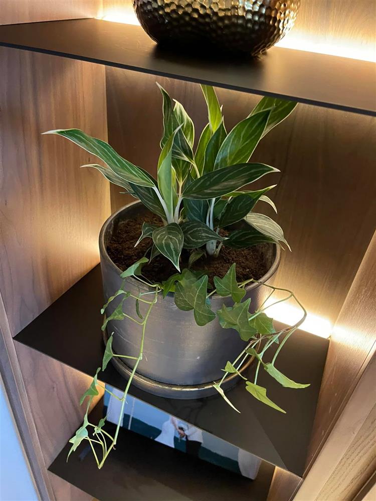 Bà xã MC Thành Trung bỏ 600k mua cây về tự trang trí penthouse 18 tỷ, dân tình ngã ngửa khi biết cô từng chi 25 triệu chỉ để... thuê làm vườn-6