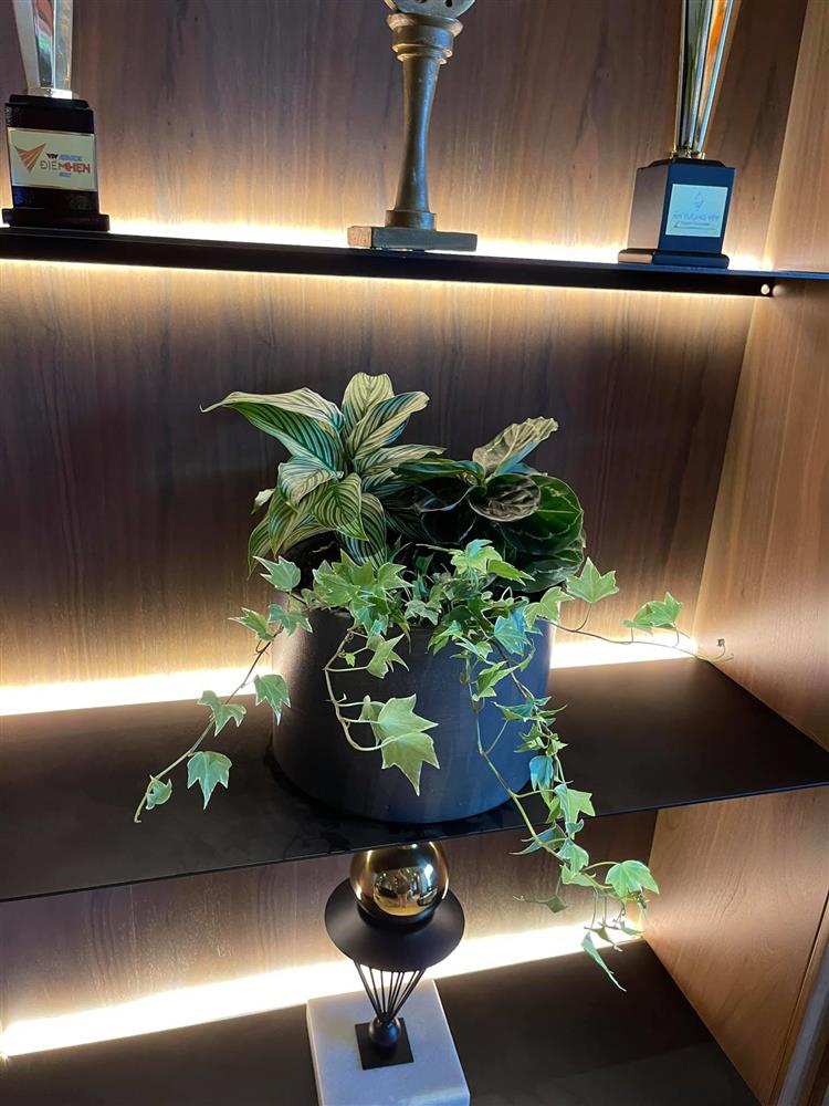 Bà xã MC Thành Trung bỏ 600k mua cây về tự trang trí penthouse 18 tỷ, dân tình ngã ngửa khi biết cô từng chi 25 triệu chỉ để... thuê làm vườn-7