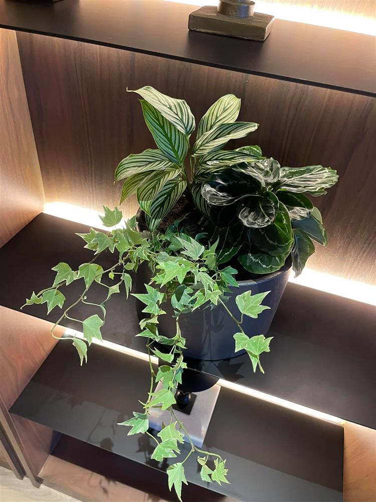 Bà xã MC Thành Trung bỏ 600k mua cây về tự trang trí penthouse 18 tỷ, dân tình ngã ngửa khi biết cô từng chi 25 triệu chỉ để... thuê làm vườn-8