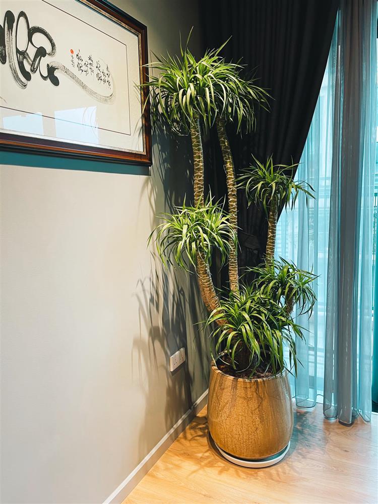 Bà xã MC Thành Trung bỏ 600k mua cây về tự trang trí penthouse 18 tỷ, dân tình ngã ngửa khi biết cô từng chi 25 triệu chỉ để... thuê làm vườn-13