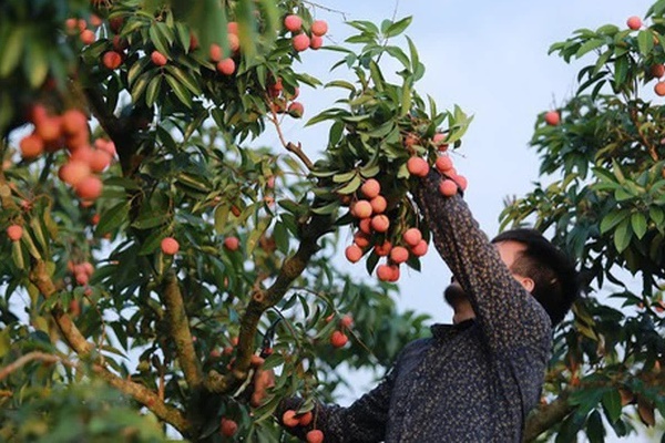 Người tung tin vải Bắc Giang bị ép giá 2.000 đồng/kg: Thành thật xin lỗi bà con Lục Ngạn trồng vải, vì bức xúc cá nhân đã đưa tin sai-4