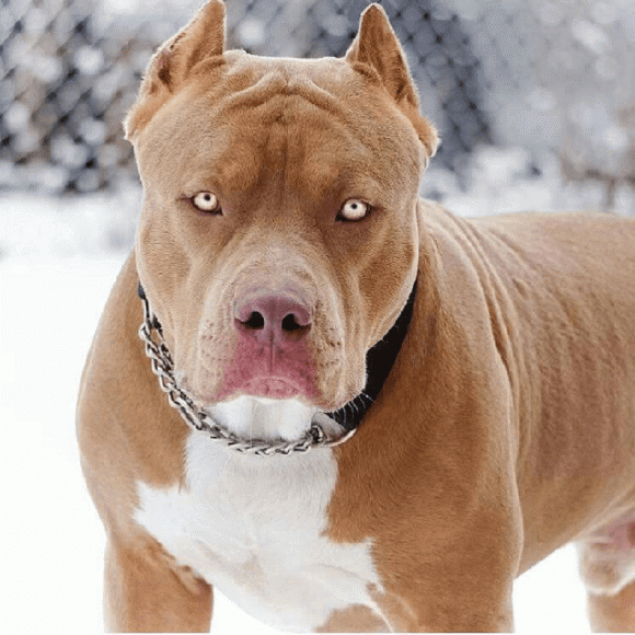 Bị chó Pitbull tấn công, làm thế nào để thoát nạn?-2