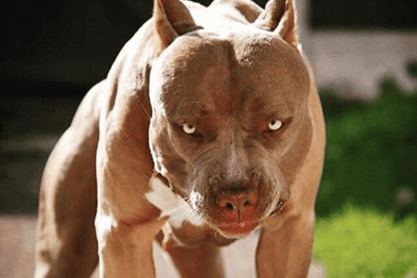 Cách thoát nạn khi bị chó Pitbull tấn công | Tin tức Online