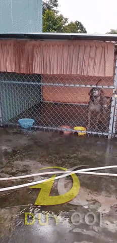 Hình ảnh cuối cùng của 2 chú chó Pitbull ở Long An trước khi cắn chết người và tấn công chủ-1