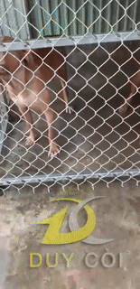 Hình ảnh cuối cùng của 2 chú chó Pitbull ở Long An trước khi cắn chết người và tấn công chủ-3