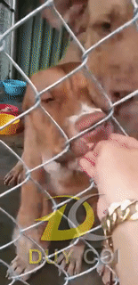 Hình ảnh cuối cùng của 2 chú chó Pitbull ở Long An trước khi cắn chết người và tấn công chủ-2