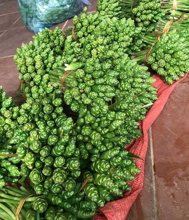 Loại cây xưa dùng cho gia súc ăn nay giúp dân buôn hốt bạc vì trở thành món ăn lạ được người thành phố săn lùng-6