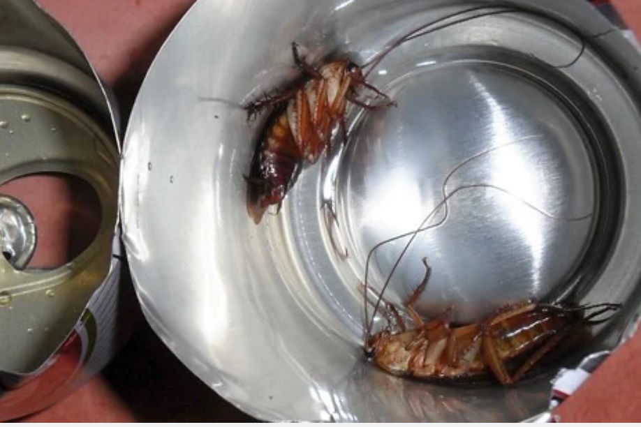 Chỉ một vỏ chai nhựa bẫy được cả trăm con gián-1