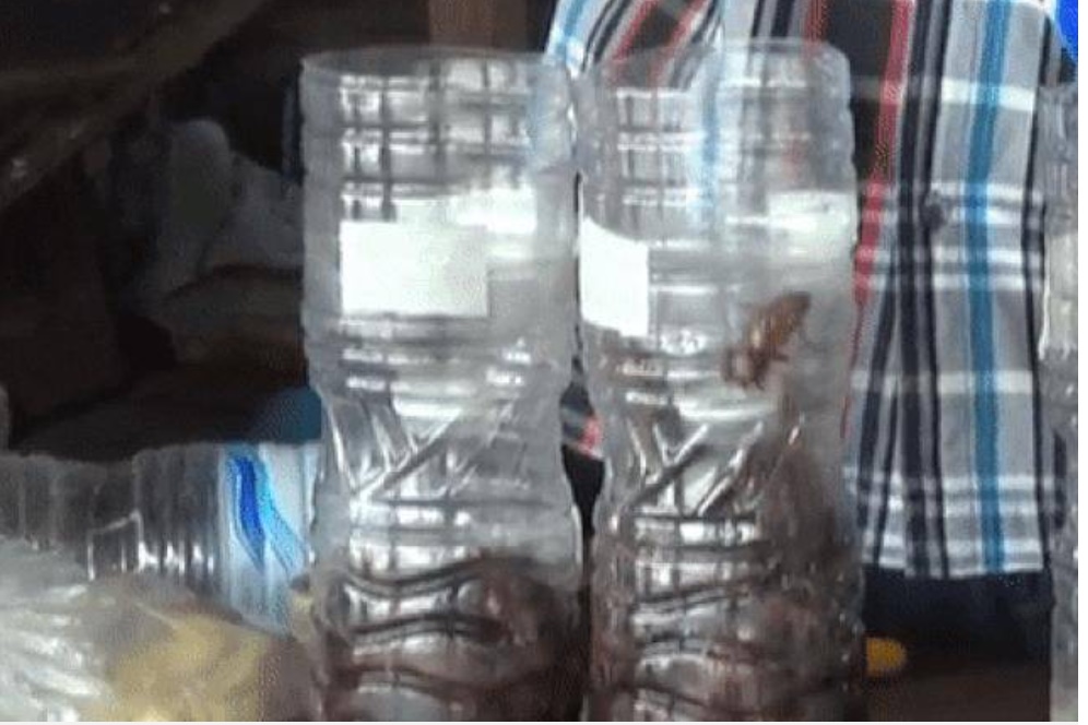 Chỉ một vỏ chai nhựa bẫy được cả trăm con gián-2