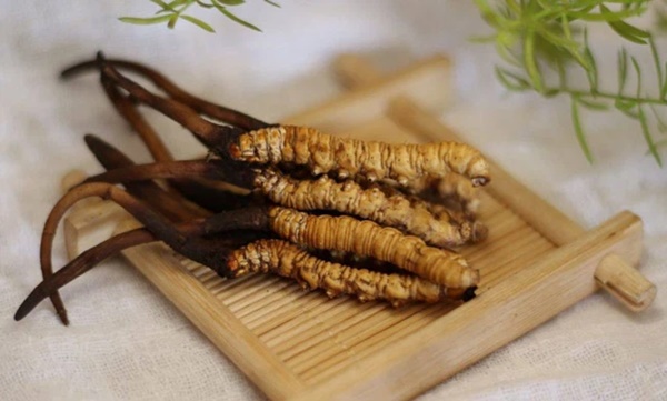 Từ vụ nhập viện do ăn ve sầu có sừng giống đông trùng hạ thảo, chuyên gia cảnh báo nấm mọc trên thân ve sầu vô cùng độc, có thể gây tử vong-4