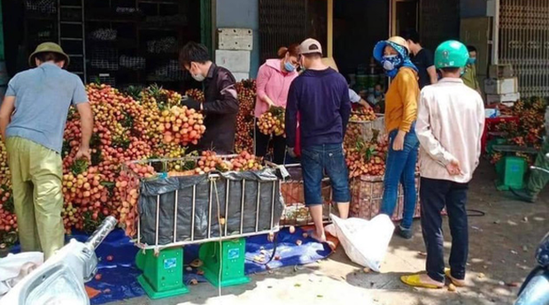 Người tung tin vải Bắc Giang bị ép giá 2.000 đồng/kg: Thành thật xin lỗi bà con Lục Ngạn trồng vải, vì bức xúc cá nhân đã đưa tin sai-1