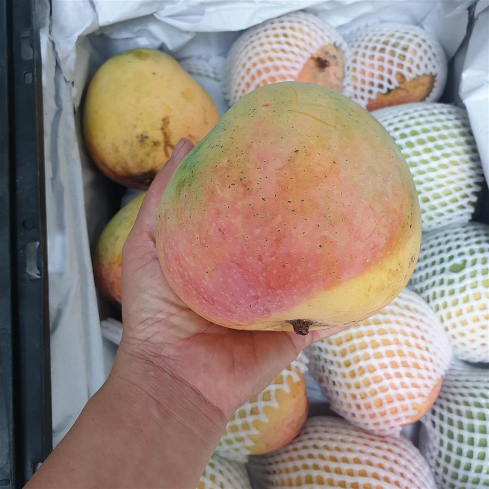 Hai số phận của xoài: Nam ế rụng đầy vườn, Bắc đắt hàng giá cao-2