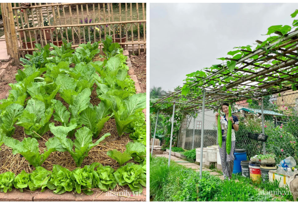 Mảnh đất khô cằn 400m² biến thành khu vườn xanh mát, món quà của con gái dành tặng bố mẹ an hưởng tuổi già ở Hưng Yên-9