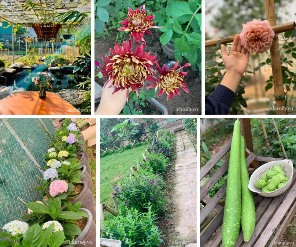 Mảnh đất khô cằn 400m² biến thành khu vườn xanh mát, món quà của con gái dành tặng bố mẹ an hưởng tuổi già ở Hưng Yên-15